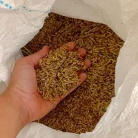 جو محلی