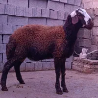 بره قوچ کشیده سر وپا دار تضمین