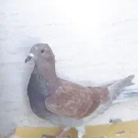 کفتر گرفتنی|پرنده|شیراز, کرونی(خاتونک)|دیوار