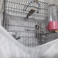 دوعدد سهره رسمی