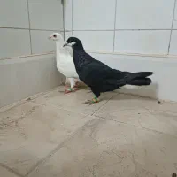 جوونه پرشی