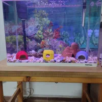 آکواریوم ماهیران