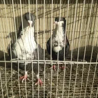 جفتگاه و پرشی رنگی و دورگ