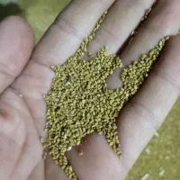 بذریونجه درجه یک حاج کوشش