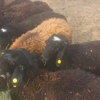 بره نر|حیوانات مزرعه|قم, کلهری|دیوار