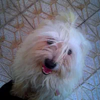 پاکوتا نژاد شیتزو|سگ|هریس, |دیوار