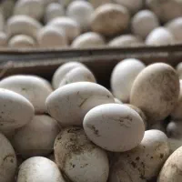 جوجه ۱روز گوشتی با وزندهی بالا|حیوانات مزرعه|علی‌آباد کتول, |دیوار