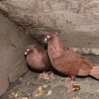 کبوتر صرب|پرنده|بندر امام خمینی, |دیوار