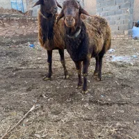 قوچ همو درجه یک