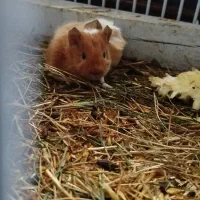 پنج عدد خوکچه هندی|موش و خرگوش|تبریز, |دیوار