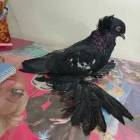 کفتر کاکلی پرپا (زینتی)|پرنده|تهران, جیحون|دیوار