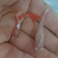 فروش ماهی گوپی به قیمت عمده