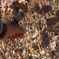 نهال پسته مهریز|خدمات باغبانی و درختکاری|مهریز, |دیوار