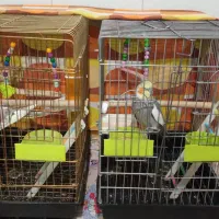 عروس هلندی سخنگو