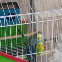 یک جفت مرغ عشق مولد تخم گزارش سالم|پرنده|اسفراین, |دیوار