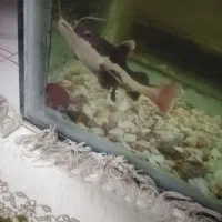 ماهی فلاور و ردتیل|ماهی|بندرعباس, |دیوار