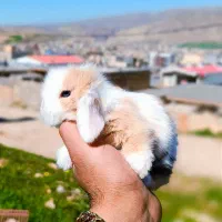 توله خرگوش لوپ هلندی و اوکراینی