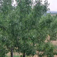 فروش باغ بارور +آبیاری قطره ای