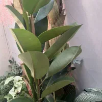 فروش خانگی انواع گل وگیاه آپارتمانی باکیفیت