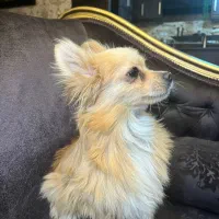 فروش سگ پامر|سگ|دوگنبدان, |دیوار