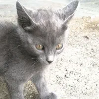 گمشده|گربه|تربتحیدریه, کلاته توکلی|دیوار