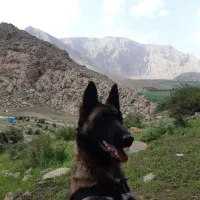 سگ مالی نیوز بلژیکی (سگ گارد) محافظ و نگهبان