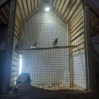 قفس بزرگ خوشگل|لوازم جانبی حیوانات|سبزوار, ولیعصر (نجار آباد)|دیوار