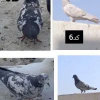 قیمت تمامی کفتر ها از 90 تا 120|پرنده|اصفهان, کوی راه حق|دیوار