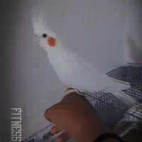 با سلام یک عدد عروس هلندی دستی دستی