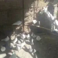 کفتر پرشی خوش خال