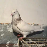 طوقی|پرنده|شاهینشهر, حافظ شمالی|دیوار