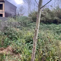 زمین مسکونی ۳۰۰ متری / ساحلی / زیباکنار