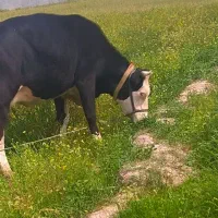 گاو سمینتال داشتی