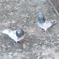 چکلی باشی گوی|پرنده|مرند, |دیوار