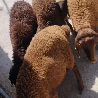بره نر و ماده افشار جهت نگهداشت