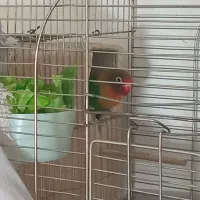 طوطی برزیلی|پرنده|پاکدشت, شهرک امام رضا|دیوار