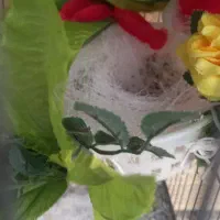 سهره نر مست شرور کت باز کن