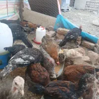 جوجه لاری و بوقلمون و جوجه مرغی|حیوانات مزرعه|الوند, |دیوار