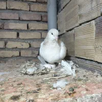 کفتر ساده و خال