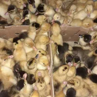 جوجه اردک یک روزه پکنی( ورامینی) اصلاح نژاد شده|حیوانات مزرعه|ساری, |دیوار