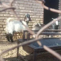 کهرهنربومی