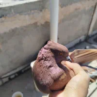 کفتر|پرنده|گرمسار, |دیوار