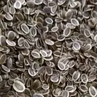 بذر شوید صادراتی