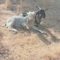 درود بز دوقلو زا