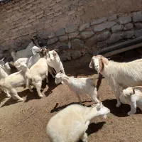 بز دورگ پاکستانی شیری|حیوانات مزرعه|بافت, |دیوار