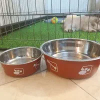 سگ پامر عروسکی|سگ|شاهین‌شهر, فردوسی|دیوار