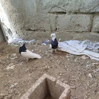 طوقی و کله ای|پرنده|فیروزآباد (آذربایجان), |دیوار