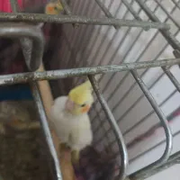 عروس هلندی|پرنده|بومهن, |دیوار