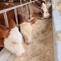 دامپرواری نژاد اصیل|حیوانات مزرعه|شاهرود, |دیوار