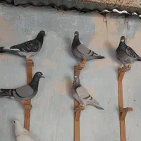 سبز آلمانی|پرنده|مشهد, امیر آباد|دیوار